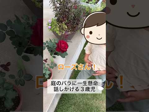 庭のバラに一生懸命話しかける３歳児 #shorts #2歳児