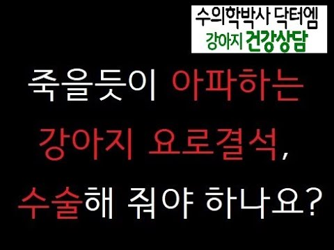 강아지 피오줌 싸는 요로결석 어떻게 해야 하나요?