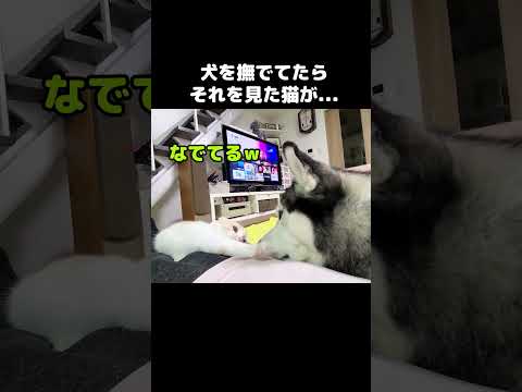 犬を撫でてたらそれを見た猫がこうなっちゃいました...笑#shots