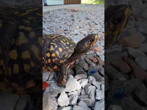 what you looking at box turtle