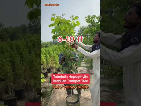 #tabebuia #heptaphylla #brazilian #trumpet #flowersale #trees #treeplanting #treesurgeon #info #fpyシ