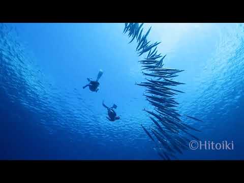 沖縄で素潜り！カマスの群れと泳ぐ！（大度海岸ジョン万ビーチ）