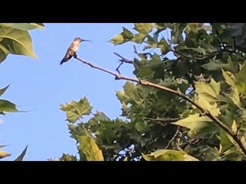 Agitated Humming Bird