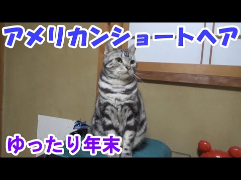 年末のまったりムード（アメリカンショートヘア）