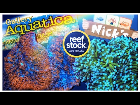 We Visit @GalleryAquaticaTV  & @nicksaquariumreptiletv1378 |ReefStock Australia Preview