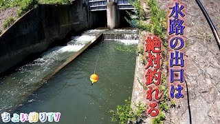 水路の出口でウキ釣りしたら、入れ食いだった！