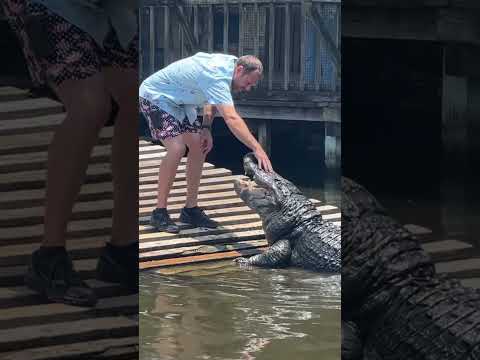 Big Alligator Scratches! #gatorland #short #shortsfeed