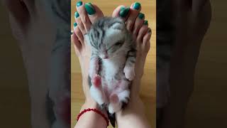 So Sweet So Cute Kitty Babies Cute Cats Shorts Videos 😺😘😘 -EPS1183 #cutenessoverload