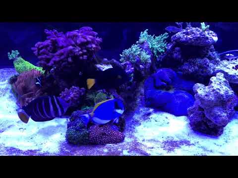 360g Reef Tank 2/23/17 Beginning