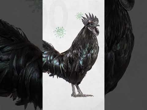 This is how $6,000 jet-black chickens are bred. #BlackChickens #Farming #Indonesia