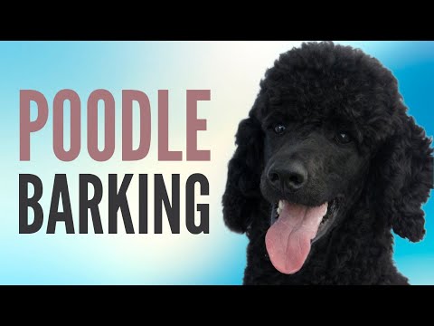 Poodle Barking Sounds | Dog Barking Sound Effects