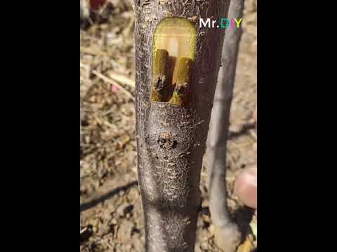 Amazing Work DIY cut fruit trees