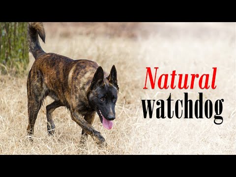 Dutch Shepherd: natural watchdog