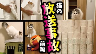 【プレミア公開】世界一どんくさい猫の事故現場集がこちら！！【関西弁でしゃべる猫】【猫アテレコ】