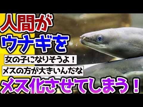 【2ch動物スレ】【悲報】人間さん、ウナギをメス化させてしまう #生き物 #2ch