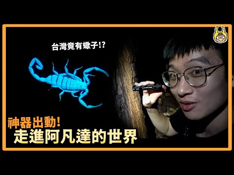 【皮特玩自然】旗津發現螢光蠍子！媽媽背小蠍，彷彿置身科幻電影｜叢林大冒險