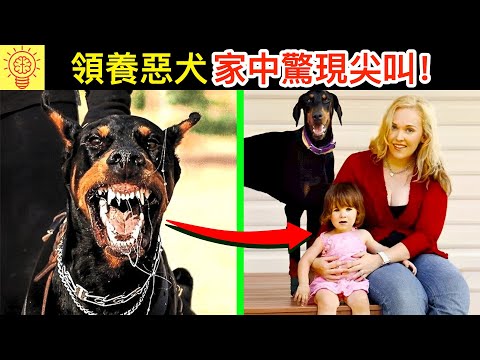 這家人不聽勸領養惡犬，結果五天後家裡傳來了尖叫聲...