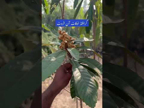 #Locat #loquat #onfruit #fruiting #grafting #plantlover #fruitlover