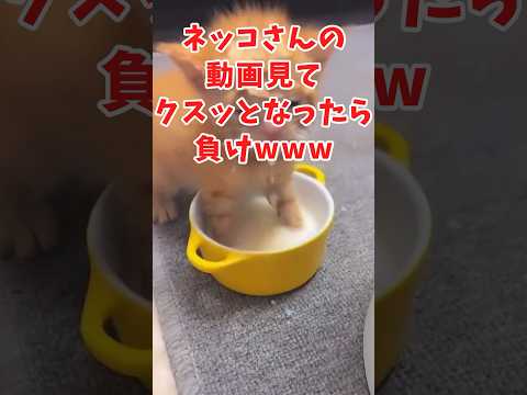 ネッコの動画見てクスッとなったら負けwww　#2ch動物スレ #動物 #猫 #shorts #2ch