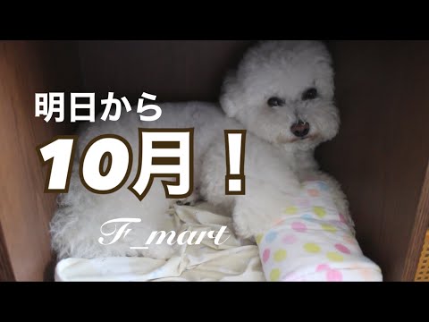 明日から10月！　-ビションフリーゼ犬-