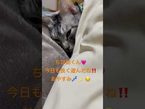 ちび助くん ベッド🛏️イン❣️