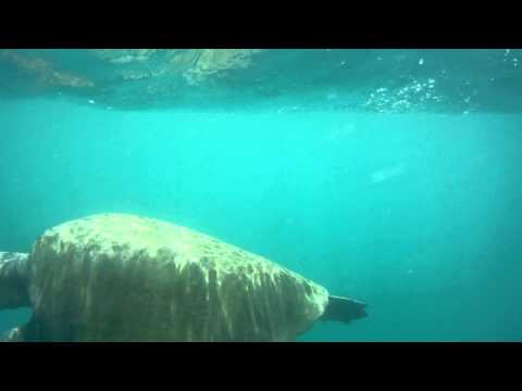 Olive Ridley Sea Turtle Under Water