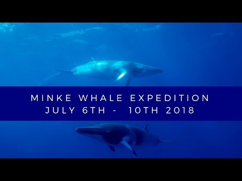 Minke Whale Expedition // Great Barrier reef // 6th - 10th July 2018