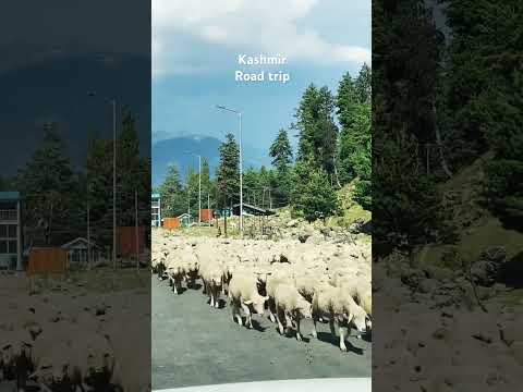 #roadtrip #kashmir #gulmarg #travel #tamilsong