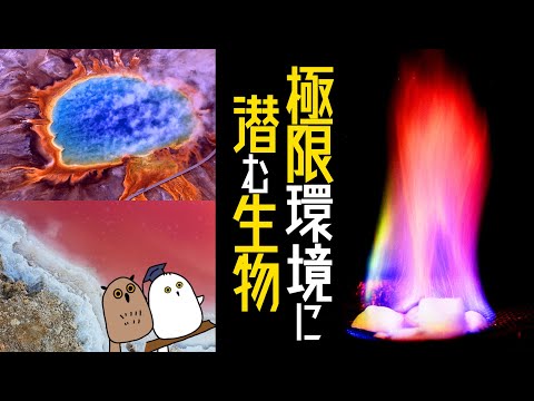 【ゆっくり解説】私たちの祖先？ 神々の名を持つ太古の生き物：極限環境微生物【 生態 / 古生物 / 科学 】