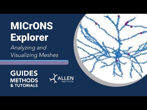 MICrONS Analyzing and Visualizing Meshes | Tutorial