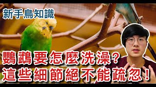 鸚鵡要怎麼洗澡？細節絕不能疏忽！【鸚鵡小木屋】【新手鳥知識】