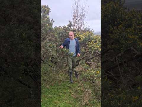 Can you eat Gorse flowers? #foraging #adventure #explore #ideas #nature #moorland #reforestation