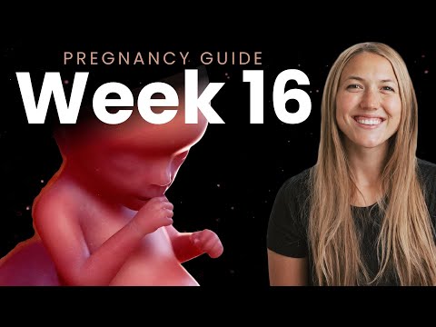 16 Weeks Pregnant | Week By Week Pregnancy