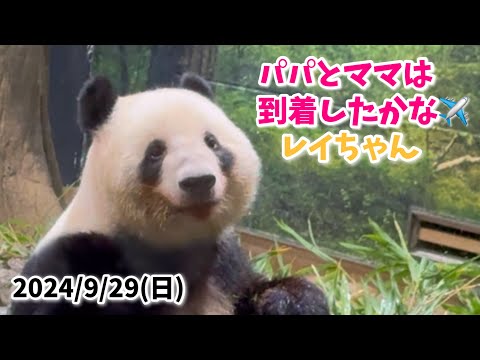 【可愛いもぐもぐ🌿レイちゃん🐼】〜2024/9/29(日)上野動物園〜