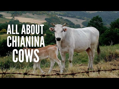 Chianina Cows – Everything You Should Know