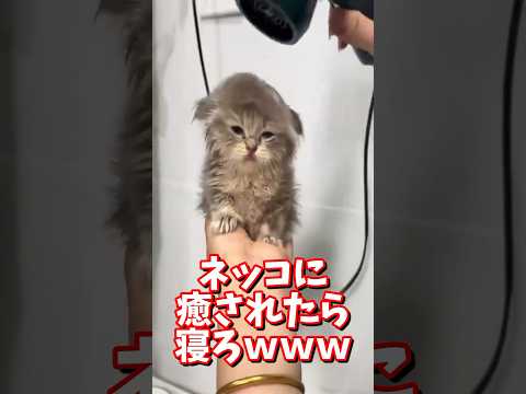 ネッコの動画で癒されたら寝ろｗｗｗ　#2ch #2chまとめ 動物スレ #2ch面白いスレ #動物 #犬 #猫 #癒やし #ねこ動画