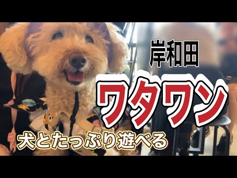 【WHATAWONワタワン】に行ってみた！犬に優しい施設　子供も犬もあそべる☺️💓