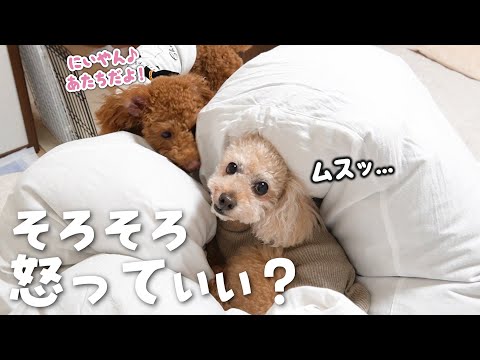 子犬が煩わしくて愛犬がこんな顔になっちゃいました...