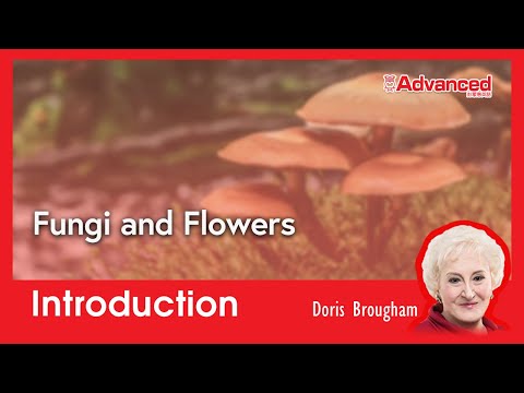 真菌和花卉 Fungi and Flowers