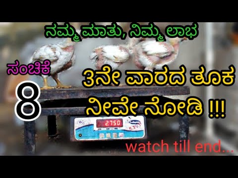 ಕೋಳಿಗಳು ಬಂದ 3ನೇ ವಾರ || ಸಂಚಿಕೆ - 08 || Poultry farm 3rd week || Episode - 08 ||