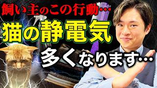 【たった30秒!!】超簡単に「猫の静電気」をゼロにする方法を教えます！