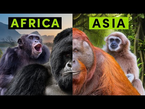 All 4 Types of Non-Human Ape - A Detailed Comparison