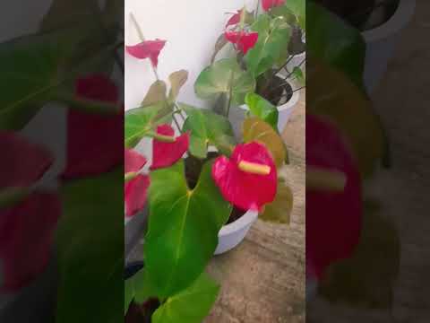 Anthurium Flowers