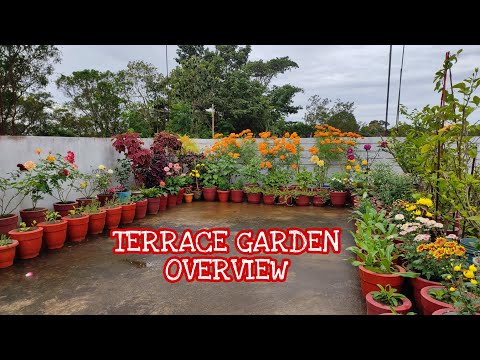 Terrace garden overview //winter garden update