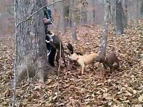 Dry Creek Hunting Dogs    Part 01 on 2-07-2015