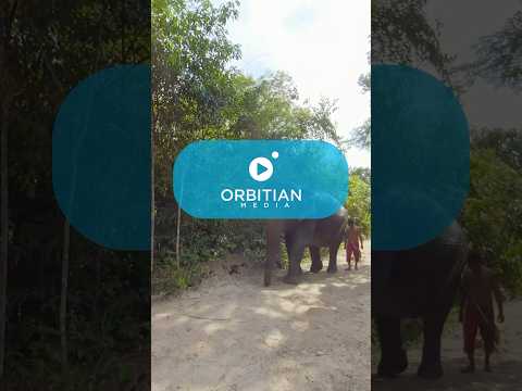 360 Video: Elephant Walk, Cambodia 🐘🐘 #vr #vrvideo #360video