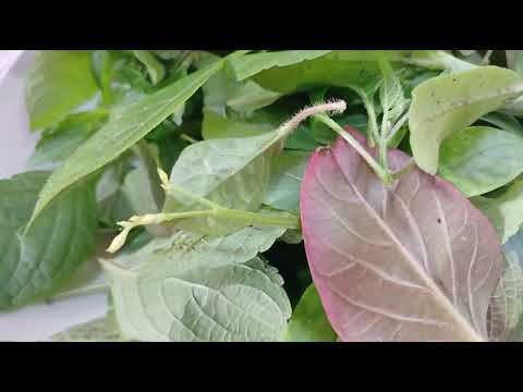 YOU CAN GET FRESH VEGGIES FROM MINI -GARDEN