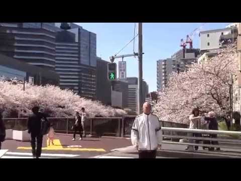 満開の桜　東京都内有数の花見の名所　大崎 御殿山通りから居木橋