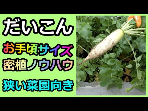 【お手頃サイズ密植ダイコンの栽培ノウハウ Radish cultivation】家庭菜園29年目 有機 無農薬 半自給自足