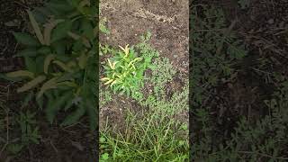 Yellow chilli Plants #shorts #shortvideo #youtubeshorts